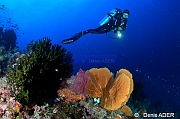 Tubastraea micrantha-Catherine Ambiance  Tomia Ali Reef -18m-20180526-Denis-ADER-DSC_0777_tn